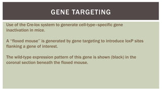 Transgenic.pptx
