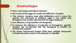 Disadvantages
 Time-consuming and labour intensive
 The nuclei of fish eggs are small and difficult to visualize
 The chorion, hardens soon after fertilization and in many fish
species the pronuclei of fertilized eggs is not visible and
transgenes are usually injected into the egg cytoplasm.
 Low efficiency of generation of transgenics
 To improve the efficiency of selection of transgenics, genetic
markers are co-injected with the transgene to monitor for
transformed zygotes.
 The Green Fluorescent Protein (GFP) from Jellyfish (Aequorea
victoria) has been used for this purpose in zebrafish
 