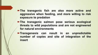 The transgenic fish are also more active and
aggressive when feeding, and more willing to risk
exposure to predation
The transgenic salmon pose serious ecological
threats to wild populations and are not engineered
for natural environments
Transgenesis can result in an unpredictable
number of copies and site of integration of the
insert
 