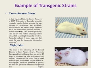Example of Transgenic Strains
• Cancer-Resistant Mouse
• In their paper published in Cancer Research
in 2007, University of Kentucky scientists
revealed a startling finding: a mouse that was
resistant to spontaneous and artificially
induced tumors. Its inability to get cancer is
due to the insertion of a gene that codes for a
protein called Par-4. This protein specifically
kills cancer cells without affecting normal
cells, which according to researcher Vivek M.
Rangnekar makes it "a tumor suppressor that
would be ideal for therapeutic intervention
strategies.”
Mighty Mice
The mice in the laboratory of Dr. Richard
Hanson at Case Western Reserve University
have earned their nickname: they can run for 25
times as long as normal mice at the same speed,
and they eat more and live longer. Bred as a tool
to investigate the metabolic enzyme PEPCK-C,
which plays a role in the generation of glucose,
the mice are genetically altered to over-produce
this enzyme.
 