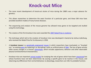 Knock-out Mice
• The more recent development of knock-out strains of mice during the 1980’s was a major advance for
genetics.
• This allows researchers to determine the exact function of a particular gene, and these GM mice have
provided excellent models of many human diseases.
• The sequencing and analysis of the mouse genome has allowed many genes to be targeted and studied
using this technology.
• The creators of the first knockout mice were awarded the 2007 Nobel Prize in medicine.
• The technique which led to the creation of knockout mice was developed in bacteria by Joshua Lederburg,
who received the Nobel Prize for his discovery in 1958.
• A knockout mouse is a genetically engineered mouse in which researchers have inactivated, or "knocked
out," an existing gene by replacing it or disrupting it with an artificial piece of DNA. The loss of gene activity
often causes changes in a mouse's phenotype, which includes appearance, behavior and other observable
physical and biochemical characteristics.
• Knockout mice are important animal models for studying the role of genes which have been sequenced but
whose functions have not been determined. By causing a specific gene to be inactive in the mouse, and
observing any differences from normal behaviour or physiology, researchers can infer its probable function.
 