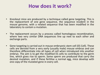 How does it work?
• Knockout mice are produced by a technique called gene targeting. This is
the replacement of one gene sequence, the sequence resident in the
mouse genome, with a related sequence that has been modified in the
laboratory to contain a mutation.
• The replacement occurs by a process called homologous recombination,
where two very similar DNA sequences line up next to each other and
exchange parts.
• Gene targeting is carried out in mouse embryonic stem cell (ES Cell). These
cells are derived from a very early (usually male) mouse embryo and can
therefore differentiate into all types of cell when introduced into another
embryo. The aim is to get the modified ES cells to contribute to the germ
line, which gives rise to sperm. Some sperm are produced that carry the
desired mutation, and if these fertilise a normal egg, mice develop with
one copy of the mutated gene in every cell.
 
