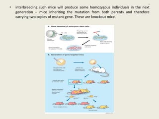 o
• interbreeding such mice will produce some homozygous individuals in the next
generation – mice inheriting the mutation from both parents and therefore
carrying two copies of mutant gene. These are knockout mice.
 