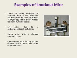Examples of knockout Mice
• There are many examples of
knockout mice, as this technique
has been used to study all aspects
of physiology and to create models
for many human diseases.
• Fat mice, due to a
carboxypeptidase E-deficiency.
• Strong mice, with a disabled
myostatin gene.
• Cold-tolerant mice, lacking sodium
channel which causes pain when
exposed to cold.
 