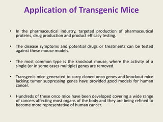 Application of Transgenic Mice
• In the pharmaceutical industry, targeted production of pharmaceutical
proteins, drug production and product efficacy testing.
• The disease symptoms and potential drugs or treatments can be tested
against these mouse models.
• The most common type is the knockout mouse, where the activity of a
single (or in some cases multiple) genes are removed.
• Transgenic mice generated to carry cloned onco genes and knockout mice
lacking tumor suppressing genes have provided good models for human
cancer.
• Hundreds of these onco mice have been developed covering a wide range
of cancers affecting most organs of the body and they are being refined to
become more representative of human cancer.
 