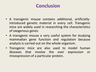 Conclusion
• A transgenic mouse contains additional, artificially-
introduced genetic material in every cell. Transgenic
mice are widely used in researching the characteristics
of exogenous genes
• A transgenic mouse a very useful system for studying
mammalian gene function and regulation because
analysis is carried out on the whole organism.
• Transgenic mice are also used to model human
diseases that involve the over expression or
misexpression of a particular protein.
 