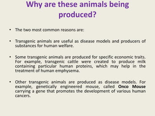 Why are these animals being
produced?
• The two most common reasons are:
• Transgenic animals are useful as disease models and producers of
substances for human welfare.
• Some transgenic animals are produced for specific economic traits.
For example, transgenic cattle were created to produce milk
containing particular human proteins, which may help in the
treatment of human emphysema.
• Other transgenic animals are produced as disease models. For
example, genetically engineered mouse, called Onco Mouse
carrying a gene that promotes the development of various human
cancers.
 