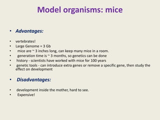 Model organisms: mice
• Advantages:
• vertebrates!
• Large Genome = 3 Gb
• mice are ~ 3 inches long, can keep many mice in a room.
• generation time is ~ 3 months, so genetics can be done
• history - scientists have worked with mice for 100 years
• genetic tools - can introduce extra genes or remove a specific gene, then study the
effect on development
• Disadvantages:
• development inside the mother, hard to see.
• Expensive!
 