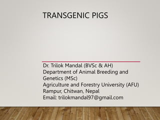 TRANSGENIC PIGS
Dr. Trilok Mandal (BVSc & AH)
Department of Animal Breeding and
Genetics (MSc)
Agriculture and Forestry University (AFU)
Rampur, Chitwan, Nepal
Email: trilokmandal97@gmail.com
 