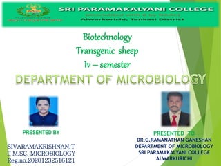 Biotechnology
Transgenic sheep
Iv – semester
PRESENTED BY
SIVARAMAKRISHNAN.T
II M.SC. MICROBIOLOGY
Reg.no.20201232516121
PRESENTED TO
DR.G.RAMANATHAN GANESHAN
DEPARTMENT OF MICROBIOLOGY
SRI PARAMAKALYANI COLLEGE
ALWARKURICHI
 
