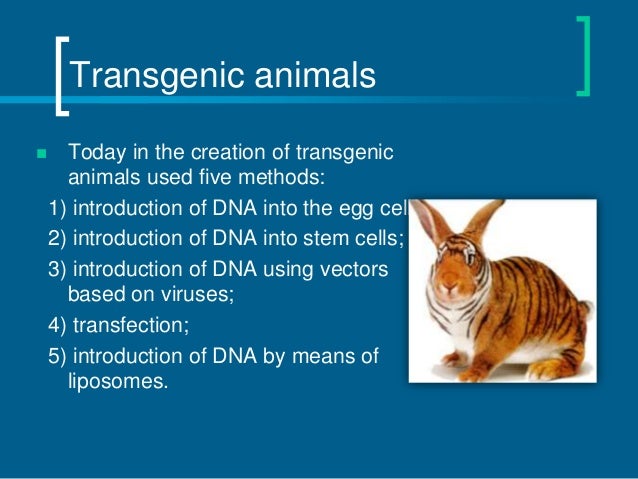 Transgenic and chimeric organisms (GMO)