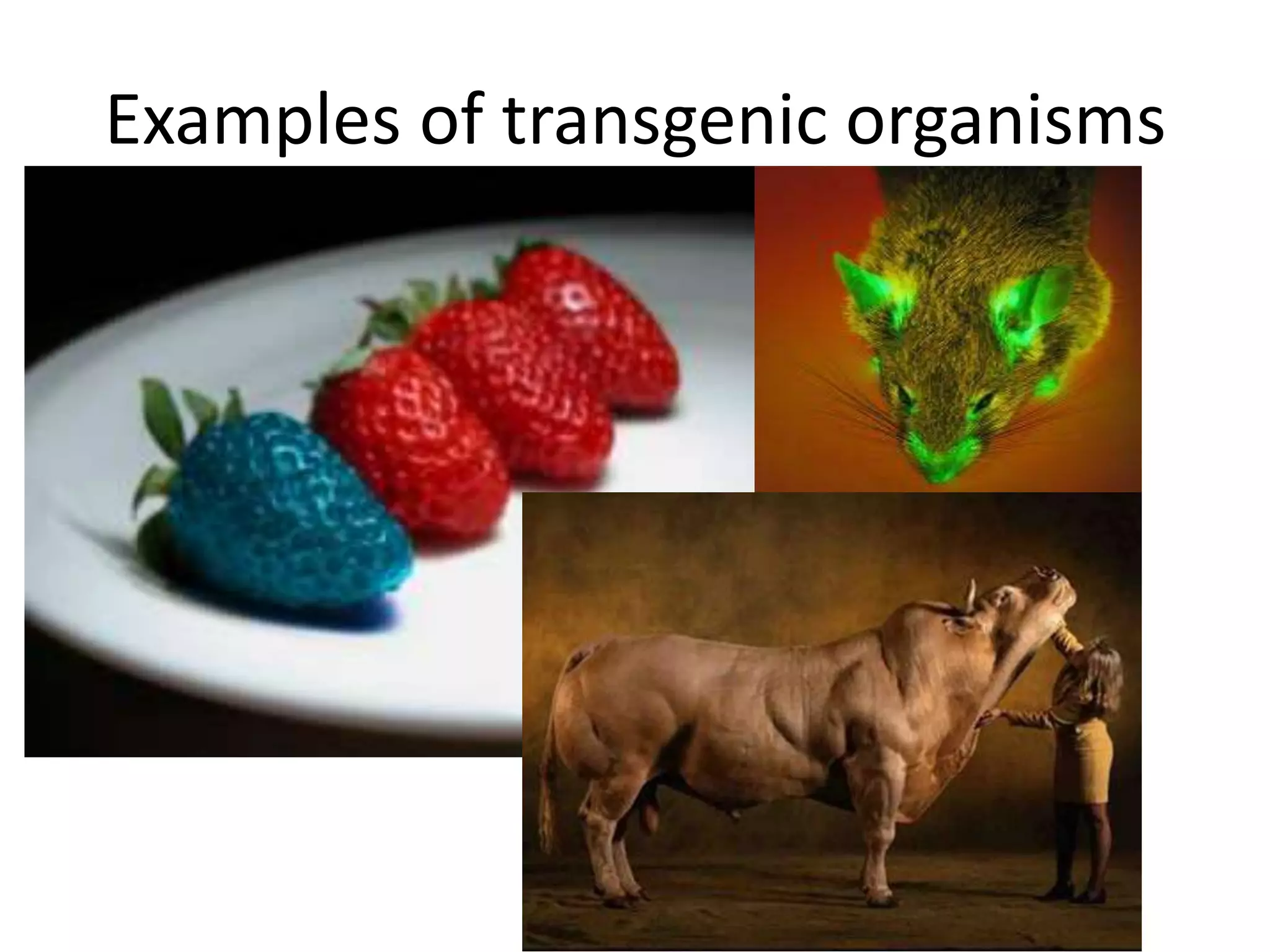 Examples of transgenic organisms
 