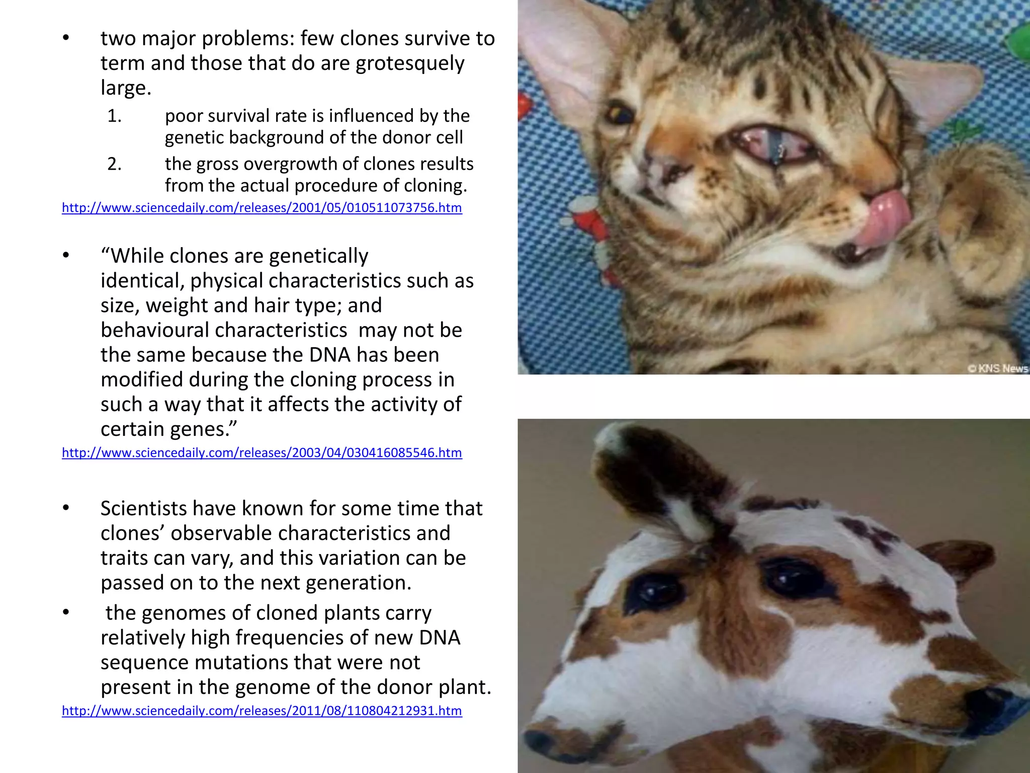 •    two major problems: few clones survive to
     term and those that do are grotesquely
     large.
      1.       poor survival rate is influenced by the
               genetic background of the donor cell
      2.       the gross overgrowth of clones results
               from the actual procedure of cloning.
http://www.sciencedaily.com/releases/2001/05/010511073756.htm


•    “While clones are genetically
     identical, physical characteristics such as
     size, weight and hair type; and
     behavioural characteristics may not be
     the same because the DNA has been
     modified during the cloning process in
     such a way that it affects the activity of
     certain genes.”
http://www.sciencedaily.com/releases/2003/04/030416085546.htm



•    Scientists have known for some time that
     clones’ observable characteristics and
     traits can vary, and this variation can be
     passed on to the next generation.
•     the genomes of cloned plants carry
     relatively high frequencies of new DNA
     sequence mutations that were not
     present in the genome of the donor plant.
http://www.sciencedaily.com/releases/2011/08/110804212931.htm
 