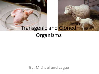 Transgenic and Cloned
      Organisms




   By: Michael and Legae
 