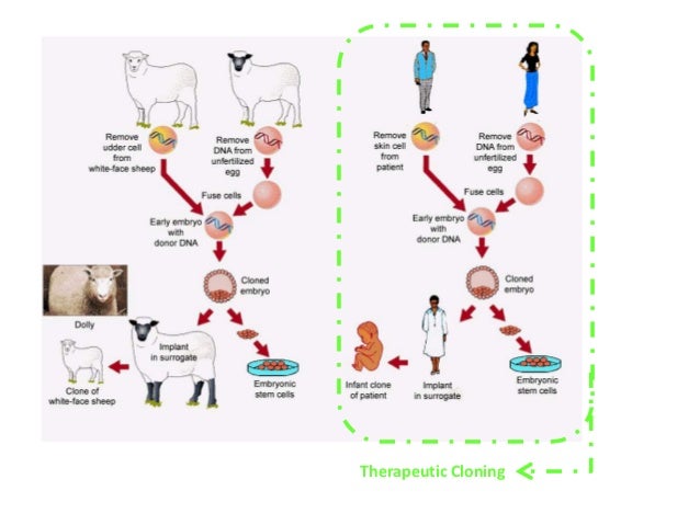 Transgenic Organisms Differ From Natural Organisms Because They Transgenic Organisms Differ From Natural Organisms Because They