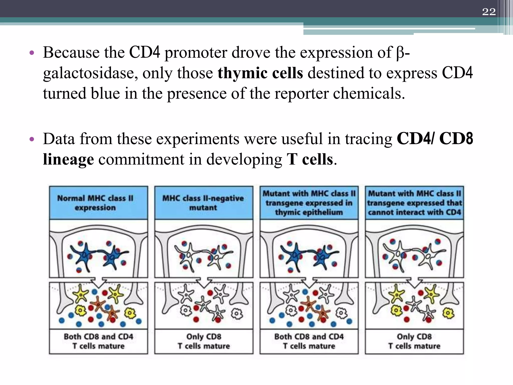 • Because the CD4 promoter drove the expression of β-
galactosidase, only those thymic cells destined to express CD4
turned blue in the presence of the reporter chemicals.
• Data from these experiments were useful in tracing CD4/ CD8
lineage commitment in developing T cells.
22
 
