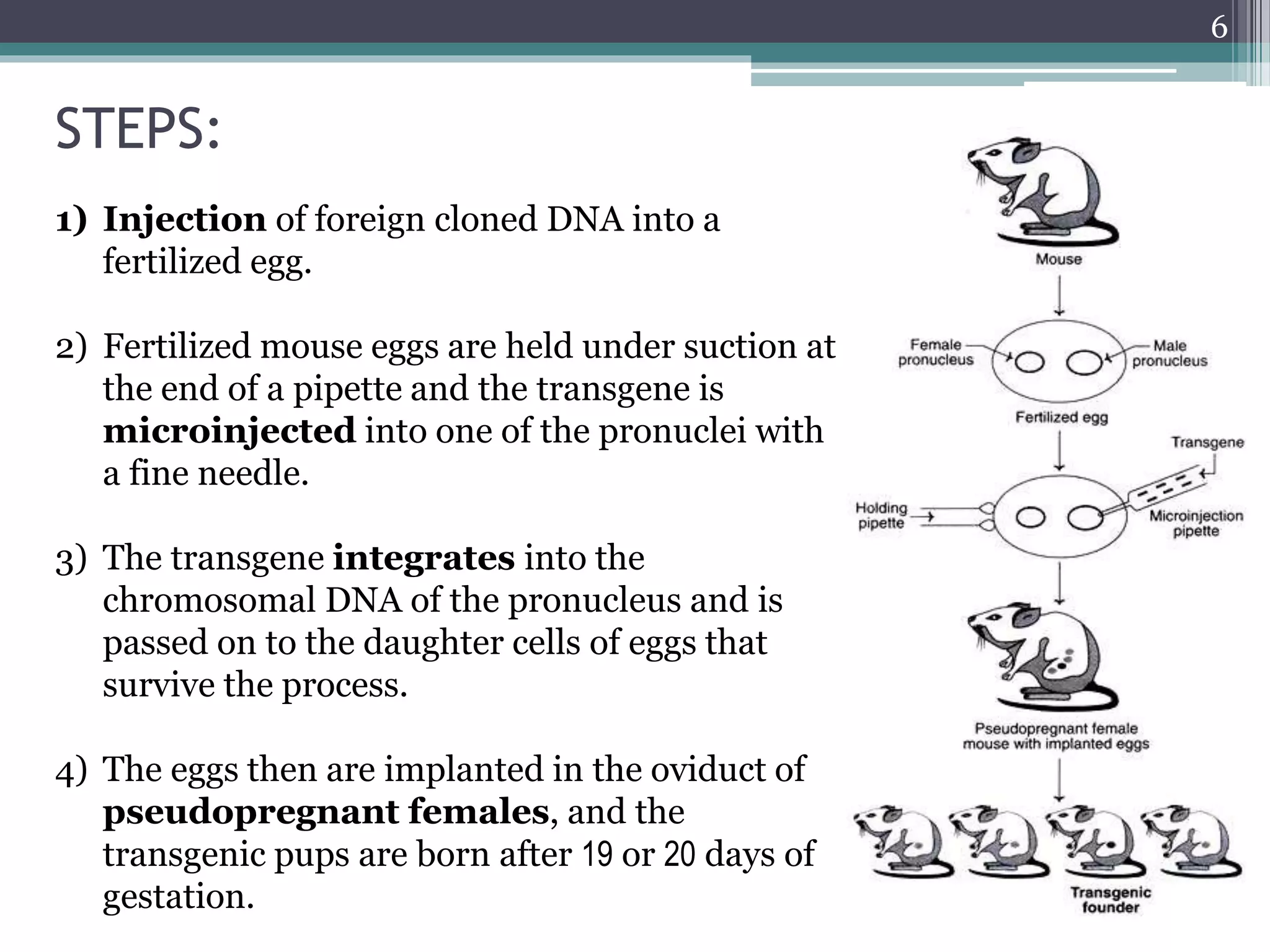 STEPS:
1) Injection of foreign cloned DNA into a
fertilized egg.
2) Fertilized mouse eggs are held under suction at
the end of a pipette and the transgene is
microinjected into one of the pronuclei with
a fine needle.
3) The transgene integrates into the
chromosomal DNA of the pronucleus and is
passed on to the daughter cells of eggs that
survive the process.
4) The eggs then are implanted in the oviduct of
pseudopregnant females, and the
transgenic pups are born after 19 or 20 days of
gestation.
6
 