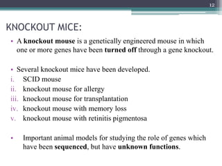 KNOCKOUT MICE:
• A knockout mouse is a genetically engineered mouse in which
one or more genes have been turned off through a gene knockout.
• Several knockout mice have been developed.
i. SCID mouse
ii. knockout mouse for allergy
iii. knockout mouse for transplantation
iv. knockout mouse with memory loss
v. knockout mouse with retinitis pigmentosa
• Important animal models for studying the role of genes which
have been sequenced, but have unknown functions.
12
 