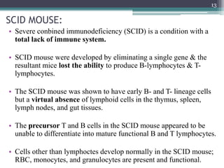 SCID MOUSE:
• Severe conbined immunodeficiency (SCID) is a condition with a
total lack of immune system.
• SCID mouse were developed by eliminating a single gene & the
resultant mice lost the ability to produce B-lymphocytes & T-
lymphocytes.
• The SCID mouse was shown to have early B- and T- lineage cells
but a virtual absence of lymphoid cells in the thymus, spleen,
lymph nodes, and gut tissues.
• The precursor T and B cells in the SCID mouse appeared to be
unable to differentiate into mature functional B and T lymphocytes.
• Cells other than lymphoctes develop normally in the SCID mouse;
RBC, monocytes, and granulocytes are present and functional.
13
 