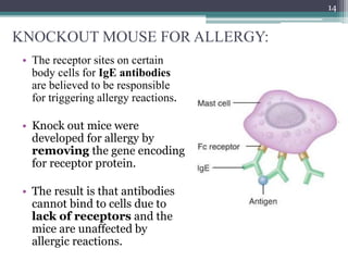 KNOCKOUT MOUSE FOR ALLERGY:
• The receptor sites on certain
body cells for IgE antibodies
are believed to be responsible
for triggering allergy reactions.
• Knock out mice were
developed for allergy by
removing the gene encoding
for receptor protein.
• The result is that antibodies
cannot bind to cells due to
lack of receptors and the
mice are unaffected by
allergic reactions.
14
 
