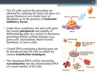 • The ES cells used in this procedure are
obtained by culturing the inner cell mass of a
mouse blastocyst on a feeder layer of
fibroblasts or in the presence of leukemia-
inhibitory factor.
• Under these conditions, the stem cells grow
but remain pluripotent and capable of
differentiating later in a variety of directions,
generating distinct cellular lineages (e.g.,
germ cells, myocardium, blood vessels,
myoblasts, or nerve cells).
• Cloned DNA containing a desired gene can
be introduced into ES cells in culture by
various transfection techniques.
• The introduced DNA will be inserted by
recombination into the chromosomal DNA
of a small number of ES cells.
17
 