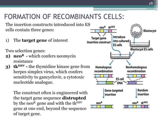 FORMATION OF RECOMBINANTS CELLS:
18
The insertion constructs introduced into ES
cells contain three genes:
1) The target gene of interest
Two selection genes:
2) neoR - which confers neomycin
resistance
3) tkHSV - the thymidine kinase gene from
herpes simplex virus, which confers
sensitivity to gancyclovir, a cytotoxic
nucleotide analogue.
The construct often is engineered with
the target gene sequence distrupted
by the neoR gene and with the tkHSV
gene at one end, beyond the sequence
of target gene.
 