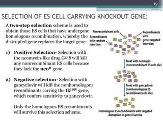 SELECTION OF ES CELL CARRYING KNOCKOUT GENE:
19
A two-step selection scheme is used to
obtain those ES cells that have undergone
homologous recombination, whereby the
distrupted gene replaces the target gene:
1) Positive Selection- Selection with
the neomycin-like drug G418 will kill
any nonrecombinant ES cells because
they lack the neoR gene.
2) Negative selection- Selection with
gancyclovir will kill the nonhomologous
recombinants carring the tkHSV gene,
which confers sensitivity to gancyclovir.
Only the homologous ES recombinants
will survive this selection scheme.
 