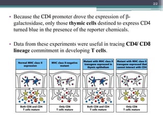 • Because the CD4 promoter drove the expression of β-
galactosidase, only those thymic cells destined to express CD4
turned blue in the presence of the reporter chemicals.
• Data from these experiments were useful in tracing CD4/ CD8
lineage commitment in developing T cells.
22
 