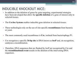 INDUCIBLE KNOCKOUT MICE:
23
• In addition to the deletion of genes by gene targeting, experimental strategies
have been developed that allow the specific deletion of a gene of interest only in
selected tissues.
• The Cre/lox System enables inducible gene deletion in selected tissues.
• These technologies rely on the use of site-specific recombinases from bacteria
or yeast.
• The most commonly used recombinase is Cre, isolated from bacteriophage P1.
• Cre recognizes a specific 34-bp site in DNA known as loxP and, on recognition,
catalyzes a recombination.
• Therefore, DNA sequences that are flanked by loxP are recognized by Cre and
the recombinational event results in the deletion of the intervening DNA
sequences.
 