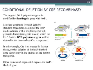 CONDITIONAL DELETION BY CRE RECOMBINASE:
24
The targeted DNA polymerase gene is
modified by flanking the gene with loxP .
Mice are generated from ES cells by
standard procedures. Mating of the loxP
modified mice with a Cre transgenic will
generate double transgenic mice in which the
loxP flanked DNA polymerase gene will be
deleted in the tissue where Cre is expressed.
In this example, Cre is expressed in thymus
tissue, so that deletion of the loxP-flanked
gene occurs only in the thymus of the double
transgenic.
Other tissues and organs still express the loxP-
flanked gene.
 