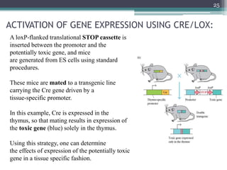 ACTIVATION OF GENE EXPRESSION USING CRE/LOX:
25
A loxP-flanked translational STOP cassette is
inserted between the promoter and the
potentially toxic gene, and mice
are generated from ES cells using standard
procedures.
These mice are mated to a transgenic line
carrying the Cre gene driven by a
tissue-specific promoter.
In this example, Cre is expressed in the
thymus, so that mating results in expression of
the toxic gene (blue) solely in the thymus.
Using this strategy, one can determine
the effects of expression of the potentially toxic
gene in a tissue specific fashion.
 