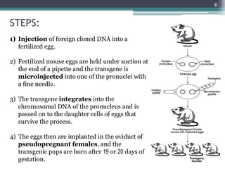 STEPS:
1) Injection of foreign cloned DNA into a
fertilized egg.
2) Fertilized mouse eggs are held under suction at
the end of a pipette and the transgene is
microinjected into one of the pronuclei with
a fine needle.
3) The transgene integrates into the
chromosomal DNA of the pronucleus and is
passed on to the daughter cells of eggs that
survive the process.
4) The eggs then are implanted in the oviduct of
pseudopregnant females, and the
transgenic pups are born after 19 or 20 days of
gestation.
6
 