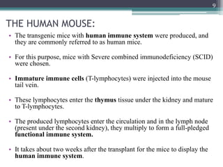 THE HUMAN MOUSE:
• The transgenic mice with human immune system were produced, and
they are commonly referred to as human mice.
• For this purpose, mice with Severe combined immunodeficiency (SCID)
were chosen.
• Immature immune cells (T-lymphocytes) were injected into the mouse
tail vein.
• These lymphocytes enter the thymus tissue under the kidney and mature
to T-lymphocytes.
• The produced lymphocytes enter the circulation and in the lymph node
(present under the second kidney), they multiply to form a full-pledged
functional immune system.
• It takes about two weeks after the transplant for the mice to display the
human immune system.
9
 