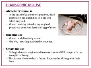 Alzheimer’s mouse
◦ In the brain of Alzheimer’s patients, dead
nerve cells are entangled in a protein
called amyloid.
◦ Mouse made by introducing amyloid
precursor gene into fertilized egg of mice.
 Oncomouse
◦ Mouse model to study cancer
◦ Made by inserting activated oncogenes.
 Smart mouse
◦ Biological model engineered to overexpress NR2B receptor in the
synaptic pathway.
◦ This makes the mice learn faster like juveniles throughout their
lives.
 