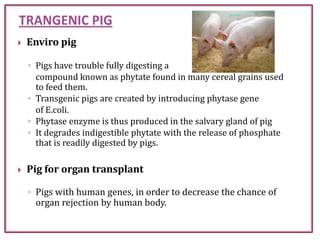  Enviro pig
◦ Pigs have trouble fully digesting a
compound known as phytate found in many cereal grains used
to feed them.
◦ Transgenic pigs are created by introducing phytase gene
of E.coli.
◦ Phytase enzyme is thus produced in the salvary gland of pig
◦ It degrades indigestible phytate with the release of phosphate
that is readily digested by pigs.
 Pig for organ transplant
◦ Pigs with human genes, in order to decrease the chance of
organ rejection by human body.
 