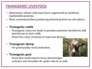 Bioreactors whose cells have been engineered to synthesis
marketable proteins.
 More economical than producing desired protein in cell culture.
 Transgenic cattle
◦ Transgenic cows are made to produce proteins lactoferrin and
interferons in their milk.
◦ Prion free cows resistant to mad cow disease.
 Transgenic sheep
◦ For good quality wool production.
 Transgenic goat
◦ Goats that could express tissue plasminogen
activator, anti thrombin III, spider silk etc in milk.
 