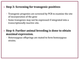  Step 3: Screening for transgenic positives
◦ Transgenic progenies are screened by PCR to examine the site
of incorporation of the gene
◦ Some transgenes may not be expressed if integrated into a
transcriptionally inactive site.
 Step 4: Further animal breeding is done to obtain
maximal expression.
◦ Heterozygous offsprings are mated to form homozygous
strains.
 