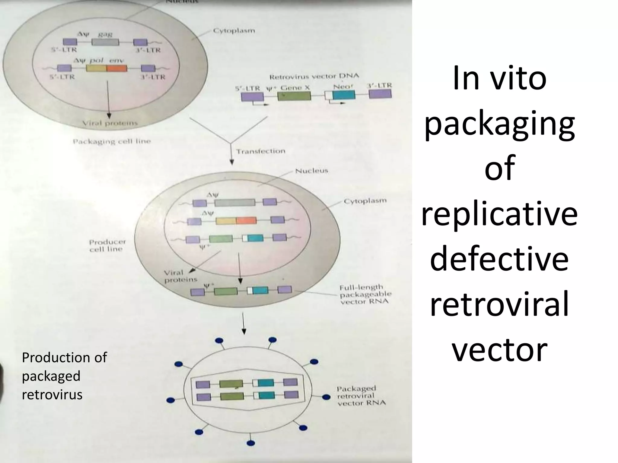 In vito
packaging
of
replicative
defective
retroviral
vector
Production of
packaged
retrovirus
 