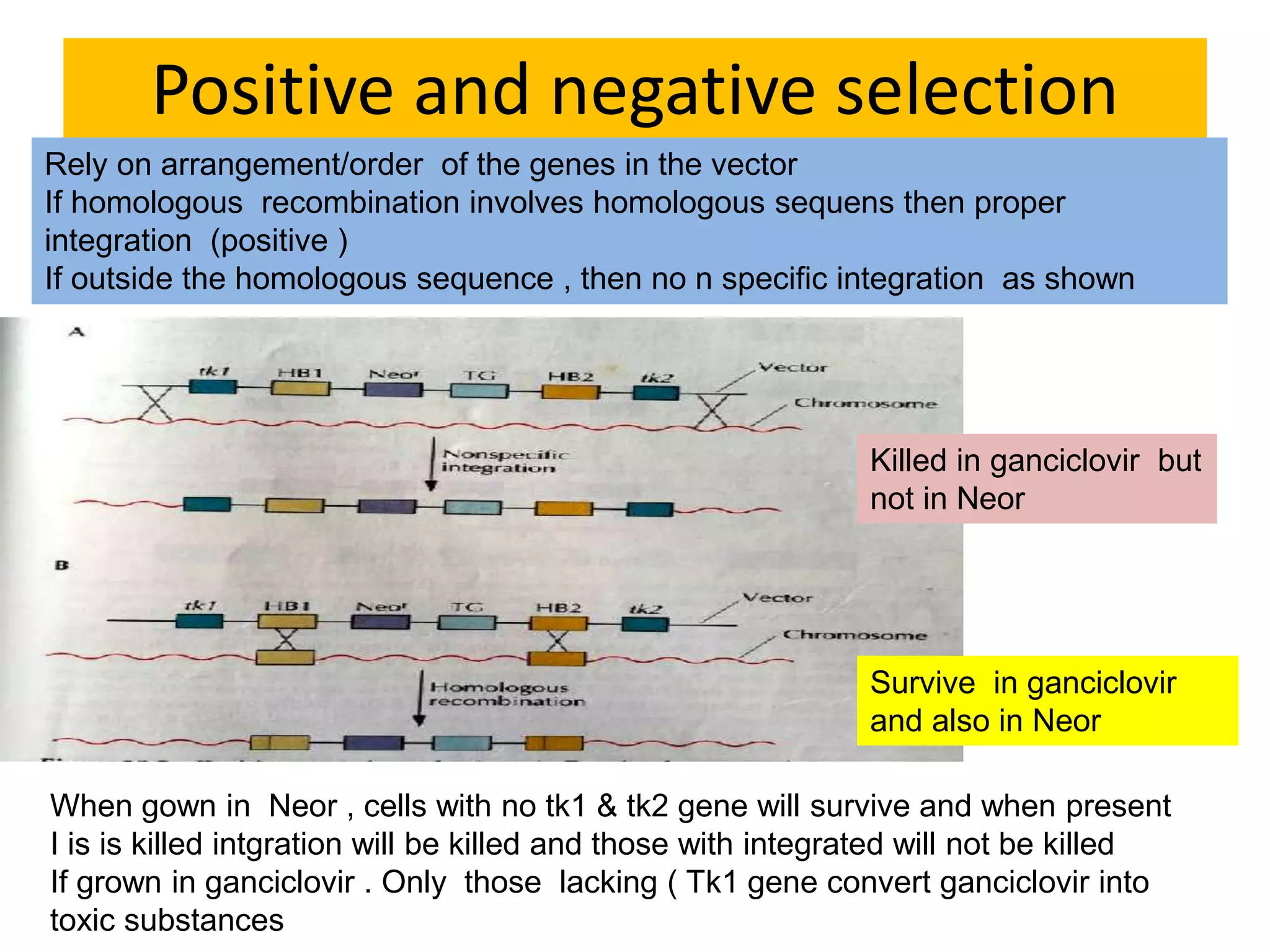 Positive and negative selection
Rely on arrangement/order of the genes in the vector
If homologous recombination involves homologous sequens then proper
integration (positive )
If outside the homologous sequence , then no n specific integration as shown
When gown in Neor , cells with no tk1 & tk2 gene will survive and when present
I is is killed intgration will be killed and those with integrated will not be killed
If grown in ganciclovir . Only those lacking ( Tk1 gene convert ganciclovir into
toxic substances
Killed in ganciclovir but
not in Neor
Survive in ganciclovir
and also in Neor
 