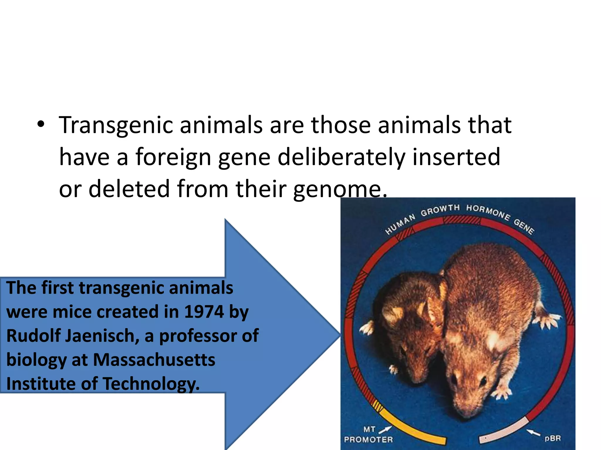 • Transgenic animals are those animals that
have a foreign gene deliberately inserted
or deleted from their genome.
The first transgenic animals
were mice created in 1974 by
Rudolf Jaenisch, a professor of
biology at Massachusetts
Institute of Technology.
 