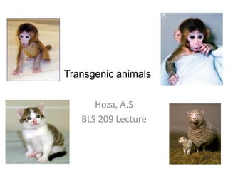 Transgenic animals

      Hoza, A.S
   BLS 209 Lecture
 