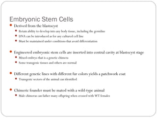 Embryonic Stem Cells
 Derived from the blastocyst
 Retain ability to develop into any body tissue, including the germline
 DNA can be introduced as for any cultured cell line
 Must be maintained under conditions that avoid differentiation

 Engineered embryonic stem cells are inserted into central cavity at blastocyst stage
 Mixed embryo that is a genetic chimera
 Some transgenic tissues and others are normal

 Different genetic lines with different fur colors yields a patchwork coat
 Transgenic sectors of the animal can identified

 Chimeric founder must be mated with a wild-type animal
 Male chimeras can father many offspring when crossed with WT females

12

 