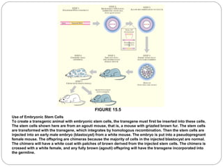 FIGURE 15.5
Use of Embryonic Stem Cells
To create a transgenic animal with embryonic stem cells, the transgene must first be inserted into these cells.
The stem cells shown here are from an agouti mouse, that is, a mouse with grizzled brown fur. The stem cells
are transformed with the transgene, which integrates by homologous recombination. Then the stem cells are
injected into an early male embryo (blastocyst) from a white mouse. The embryo is put into a pseudopregnant
female mouse. The offspring are chimeras because the majority of cells in the injected blastocyst are normal.
The chimera will have a white coat with patches of brown derived from the injected stem cells. The chimera is
crossed with a white female, and any fully brown (agouti) offspring will have the transgene incorporated into
the germline.

13

 