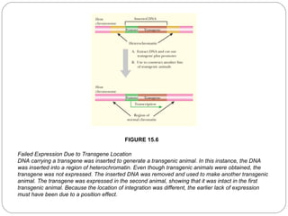 FIGURE 15.6
Failed Expression Due to Transgene Location
DNA carrying a transgene was inserted to generate a transgenic animal. In this instance, the DNA
was inserted into a region of heterochromatin. Even though transgenic animals were obtained, the
transgene was not expressed. The inserted DNA was removed and used to make another transgenic
animal. The transgene was expressed in the second animal, showing that it was intact in the first
transgenic animal. Because the location of integration was different, the earlier lack of expression
must have been due to a position effect.
15

 