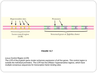 FIGURE 15.7

Locus Control Region (LCR)
The LCR of the β-globin gene cluster enhances expression of all five genes. This control region is
outside the individual promoters. The LCR has five DNase I hypersensitive regions, which have
multiple consensus sequences for transcription factor binding sites.
17

 
