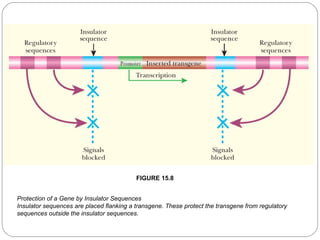 FIGURE 15.8
Protection of a Gene by Insulator Sequences
Insulator sequences are placed flanking a transgene. These protect the transgene from regulatory
sequences outside the insulator sequences.
18

 