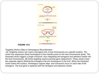 FIGURE 15.9
Targeting Vectors Rely on Homologous Recombination
(A) Targeting vectors can insert a transgene into a host chromosome at a specific location. The
vector has sequences (blue) homologous to the insertion point on the host chromosome (pink). The
linearized vector triggers a single crossover, thus integrating the transgene and selective marker into
the host chromosome. (B) Some targeting vectors promote gene replacement. These vectors have
two separate regions flanking the transgene that are homologous to the host. When the linearized
vector enters the nucleus, homologous regions align, and crossovers occur on each side of the
transgene. The host gene is replaced with the transgene and selective marker.
20

 