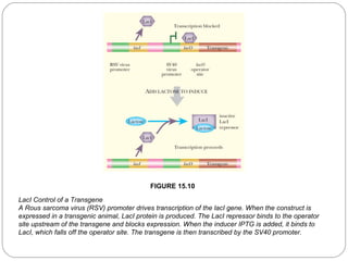 FIGURE 15.10
LacI Control of a Transgene
A Rous sarcoma virus (RSV) promoter drives transcription of the lacI gene. When the construct is
expressed in a transgenic animal, LacI protein is produced. The LacI repressor binds to the operator
site upstream of the transgene and blocks expression. When the inducer IPTG is added, it binds to
LacI, which falls off the operator site. The transgene is then transcribed by the SV40 promoter.
22

 
