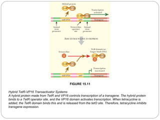 FIGURE 15.11
Hybrid TetR-VP16 Transactivator Systems
A hybrid protein made from TetR and VP16 controls transcription of a transgene. The hybrid protein
binds to a TetR operator site, and the VP16 domain activates transcription. When tetracycline is
added, the TetR domain binds this and is released from the tetO site. Therefore, tetracycline inhibits
transgene expression.
23

 