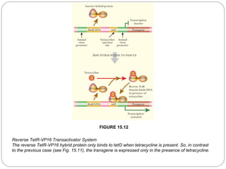 FIGURE 15.12
Reverse TetR-VP16 Transactivator System
The reverse TetR-VP16 hybrid protein only binds to tetO when tetracycline is present. So, in contrast
to the previous case (see Fig. 15.11), the transgene is expressed only in the presence of tetracycline.
24

 